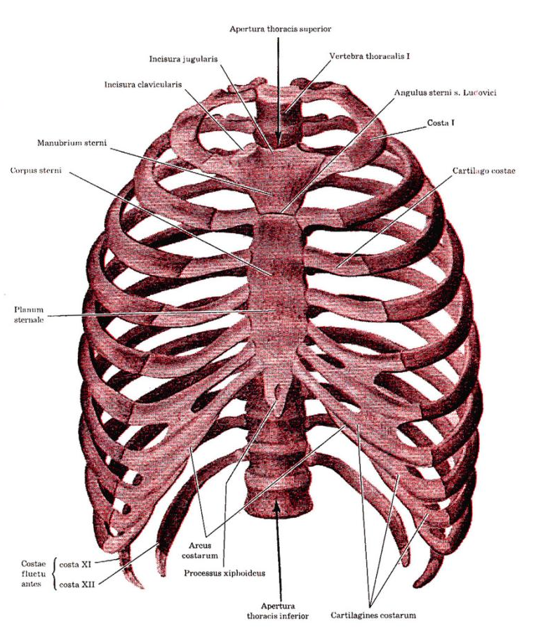 De is known to be first rib. Functional rib cages