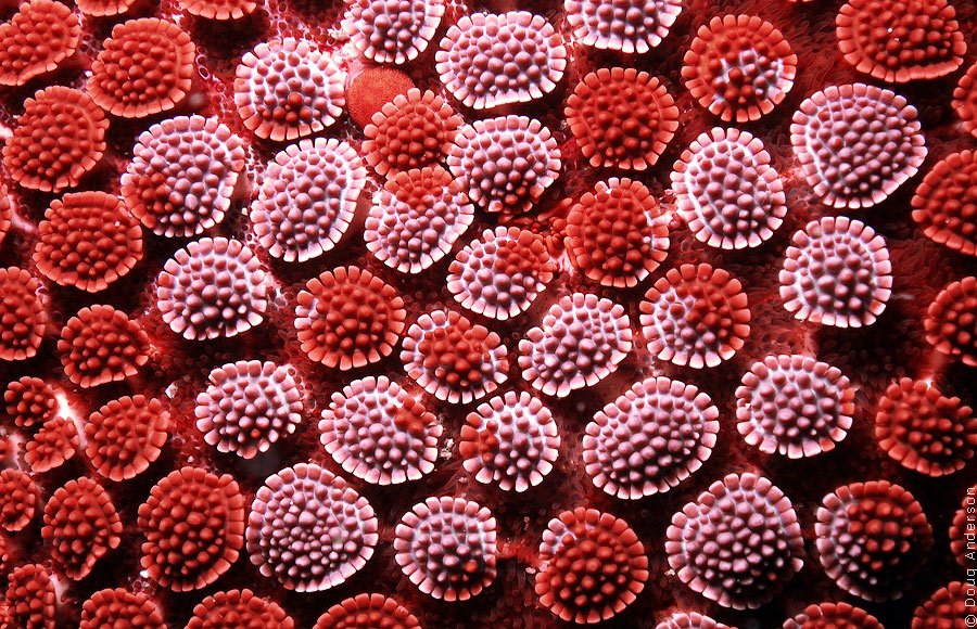 Fungo nel corpo. il fungo nel sangue la lotta contro una terribile ... Disinfettare vestiti dai funghi