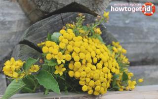 Likuvalny authorities and contraindications for tansy