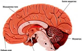 Head cerebrum: everyday functions, hidden description