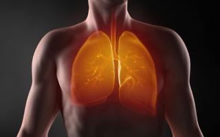 Як працюють легені людини?
