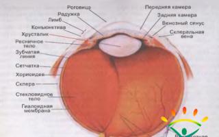 Normale Anatomie des menschlichen Augenorgans │ Teil 1