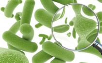 مستحضرات ومنتجات وأعشاب كوريسنا للبكتيريا المعوية