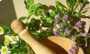 ما هي أنواع الأعشاب السيشويكية التي يمكن تناولها لعلاج المطبات؟
