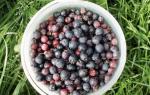 How to prepare berries for the winter.