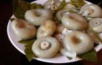How to salt mushrooms - the best recipes for mushroom preparations Salt milk mushrooms recipe