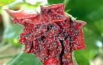 Народні та хімічні засоби проти попелиці на трояндах
