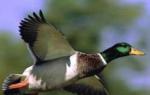 تاريخ الطيور الداجنة والصقور والطيور السرية الأخرى