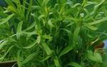 Тархун трава: корисні властивості, протипоказання, користь та шкода