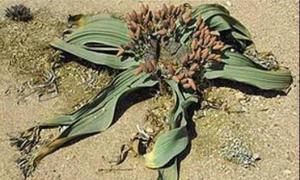 Чому голонасінні належать до вищих насіннєвих рослин Чому голонасінні отримали таку назву