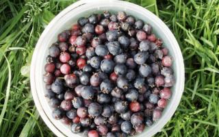 How to prepare berries for the winter.