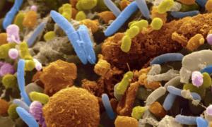 Будова бактерії: особливості