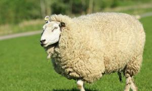 Все найважливіше про вівці куйбишевської породи