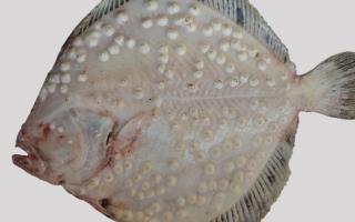 Why do women dream about flounder fish?
