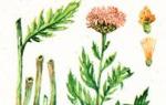 Левзея сафлороподібна (маралій корінь) – Rhaponticum carthamoides (Willd