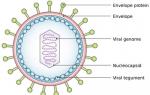 How to treat the Epstein-Barr virus in adults - a scheme and preparation
