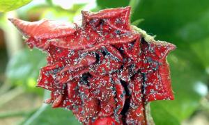 Народні та хімічні засоби проти попелиці на трояндах